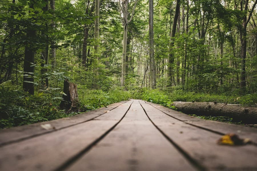 Una pasarela de madera que atraviesa un bosque verde.
